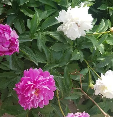 شقة Nikolic 1 ماكارسكا