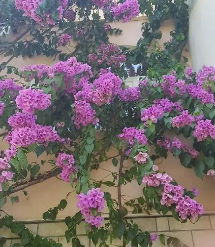 Apartment Nikolic 1 Makarska